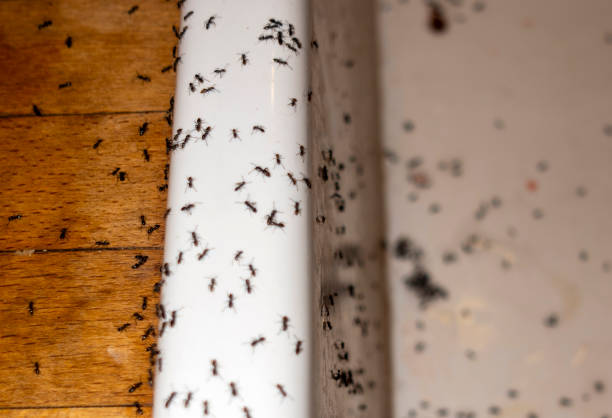 Best Pest Control Near Me  in Brewster, WA